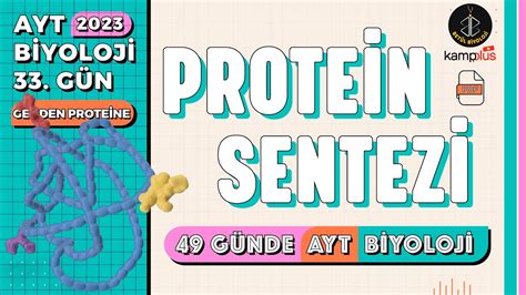protein sentezi tyt konu anlatımı